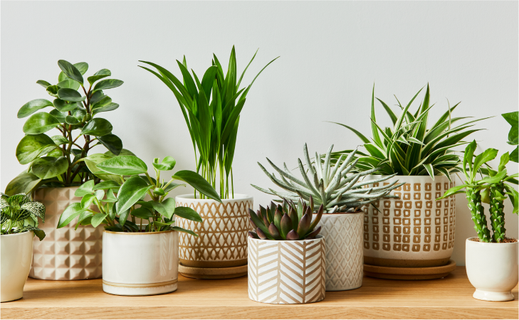 Горшки и кашпо